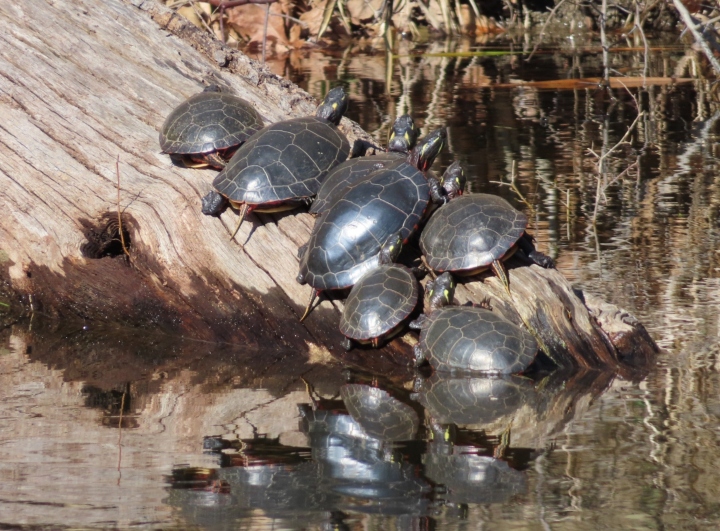 Midland Painted Turtles